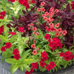 Shoreditch Pot Collection