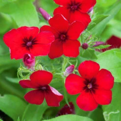 Shoreditch Pot Collection -Plant Supply Store 512093 3 84792.1632396625