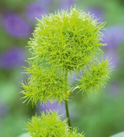 True Blue Pot Collection -Plant Supply Store 512097 3 26571.1632396629