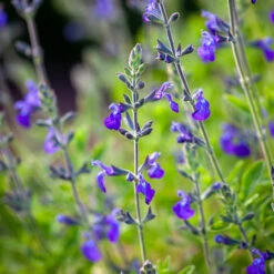 True Blue Pot Collection -Plant Supply Store 512097 5 17682.1632396630