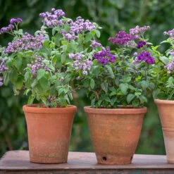 Sarah's Favourite Heliotrope Collection