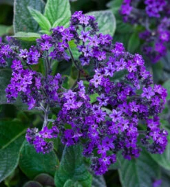 Sarah's Favourite Heliotrope Collection -Plant Supply Store 512099 3 69261.1632396631