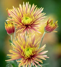 Autumn Stars Chrysanthemum Collection 6 Autumn Stars Chrysanthemum Collection -Plant Supply Store 512101 3 31316.1632396633