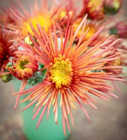 Autumn Stars Chrysanthemum Collection 7 Autumn Stars Chrysanthemum Collection -Plant Supply Store 512101 4 39071.1632396634