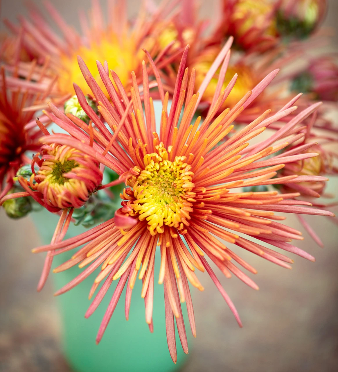 Autumn Stars Chrysanthemum Collection 4 Autumn Stars Chrysanthemum Collection - Image 4