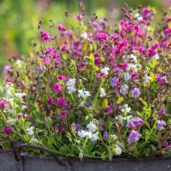 Double Campion Collection