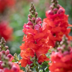 Party Flowers For The Year Of The Coronation Collection -Plant Supply Store 512128 3 44174.1663339233