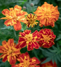 Party Flowers For The Year Of The Coronation Collection -Plant Supply Store 512128 4 84171.1663339233