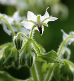 White Meadow Collection -Plant Supply Store 512131 3 26128.1663339236