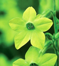 Arthur's Flower Yard Collection -Plant Supply Store 512161 3 78973.1663341016