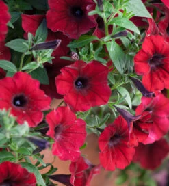 Arthur's Flower Yard Collection -Plant Supply Store 512161 5 05273.1663341017