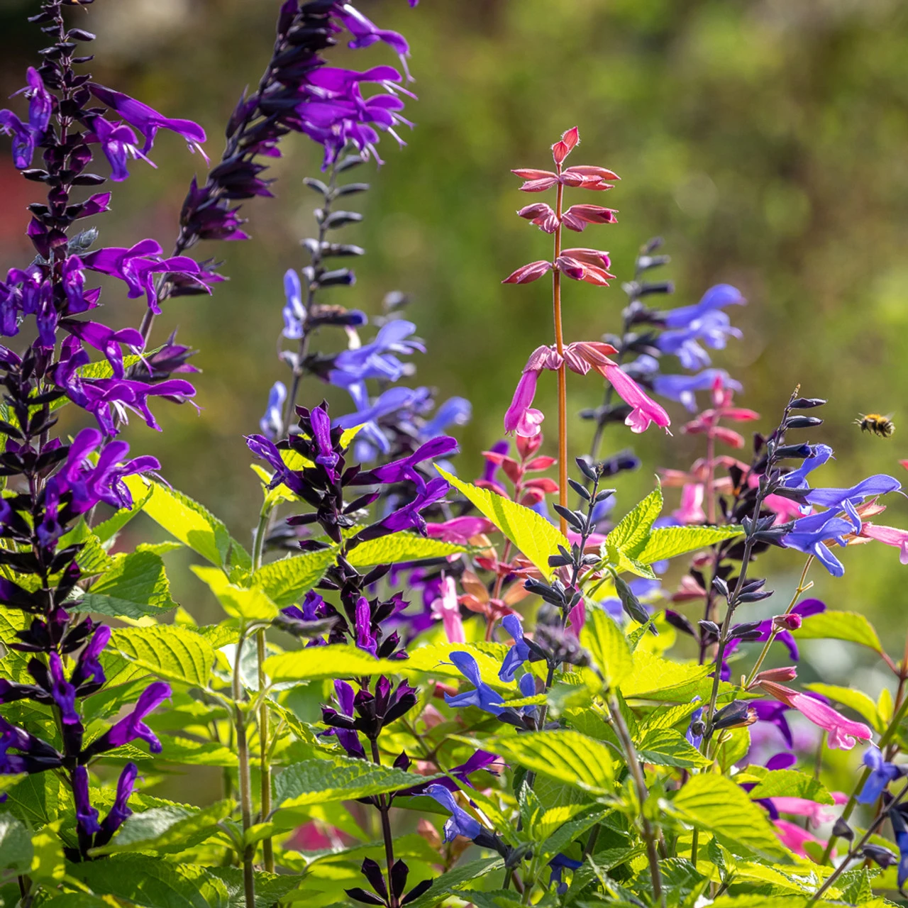 Pop-goes-the Salvias Collection 1 Pop-goes-the Salvias Collection