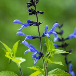 Pop-goes-the Salvias Collection 7 Pop-goes-the Salvias Collection -Plant Supply Store 512162 4 07192.1674033388