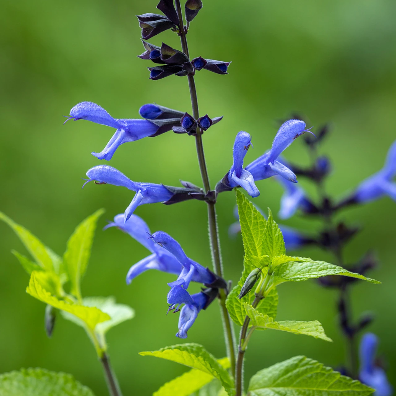 Pop-goes-the Salvias Collection 4 Pop-goes-the Salvias Collection - Image 4