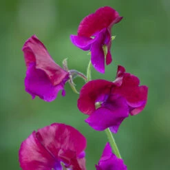 New Release -Plant Supply Store 512173 2 95306.1663341022