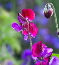 Size And Scent Sweet Pea Collection -Plant Supply Store 512173 3 41510.1663341023