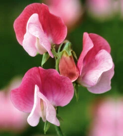 Size And Scent Sweet Pea Collection -Plant Supply Store 512173 4 10329.1663341023