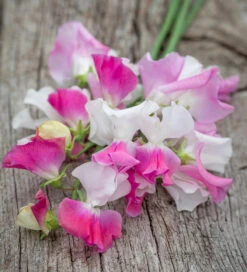Size And Scent Sweet Pea Collection -Plant Supply Store 512173 5 73956.1663341024