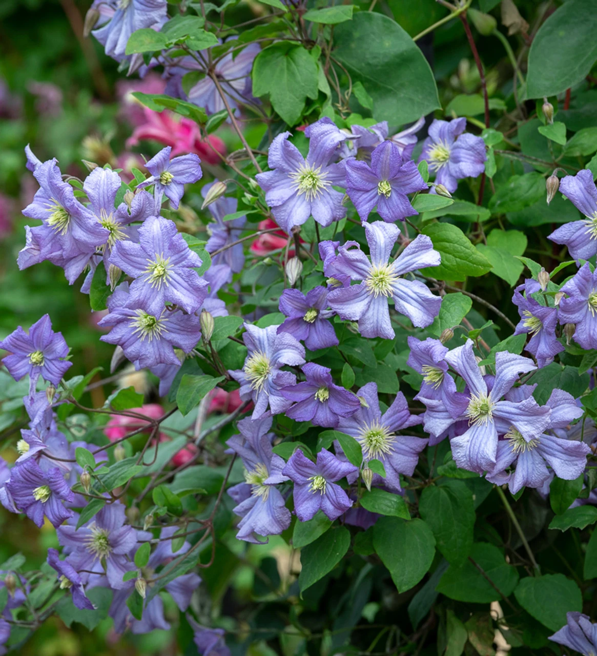 Clematis 'Prince Charles'
