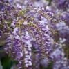 Wisteria Sinensis 'Amethyst'