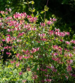 Lonicera Periclymenum 'Belgica'