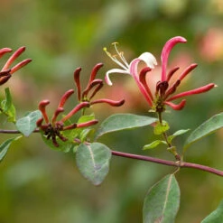 Lonicera Periclymenum 'Serotina'