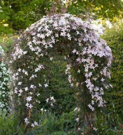 Clematis Montana Var. Rubens 'Elizabeth' 