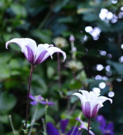 Clematis Texensis 'Princess Kate'