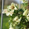 Clematis Cirrhosa 'Christmas Surprise'