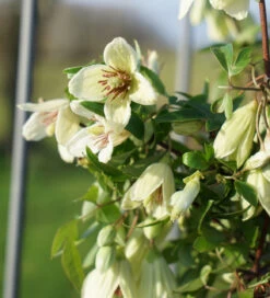 Clematis Cirrhosa 'Christmas Surprise'