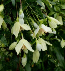 Clematis Cirrhosa 'Christmas Surprise' 6 Clematis Cirrhosa 'Christmas Surprise' -Plant Supply Store 520179 3 38568.1617715831