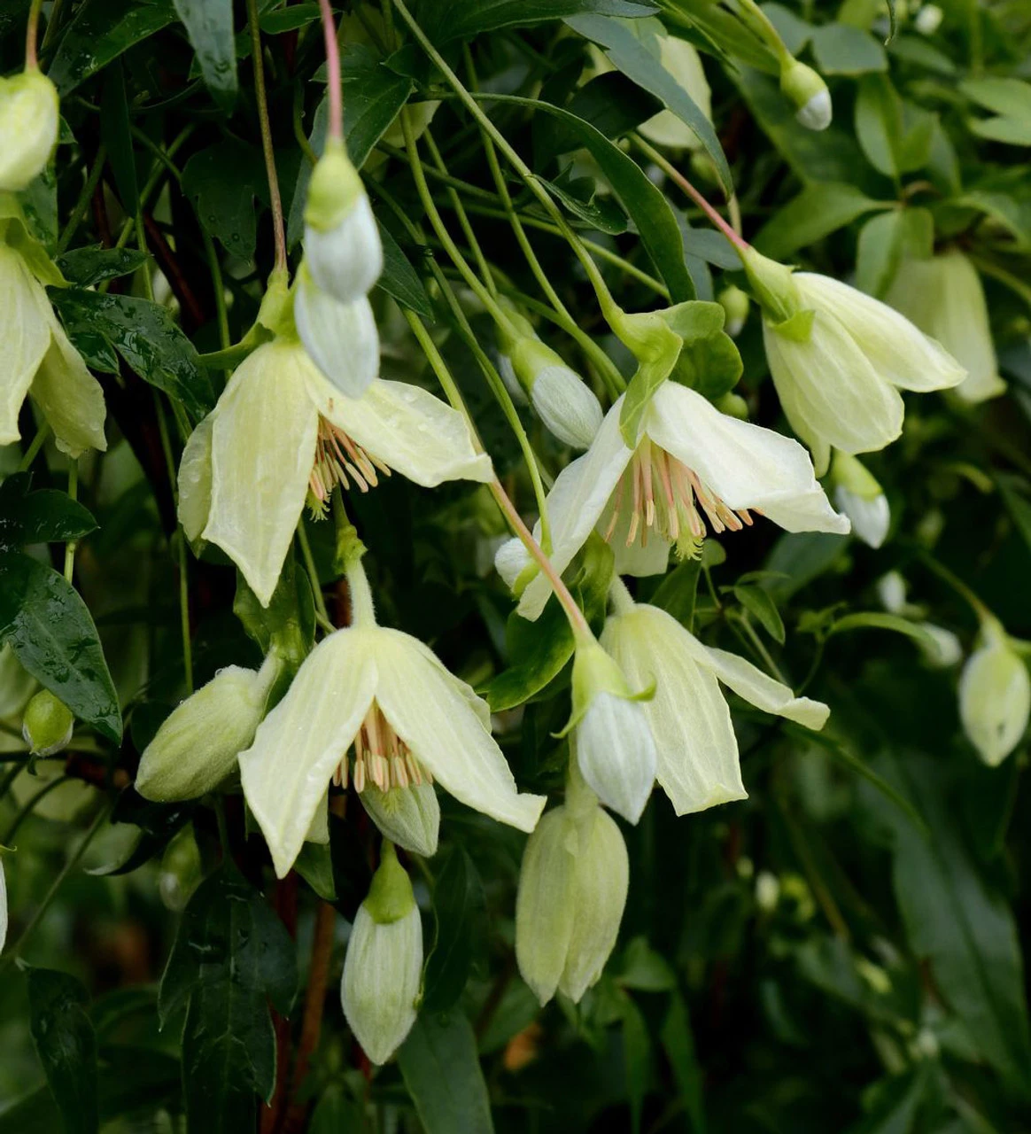 Clematis Cirrhosa 'Christmas Surprise' 3 Clematis Cirrhosa 'Christmas Surprise' - Image 3