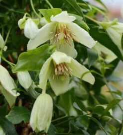Clematis Cirrhosa 'Christmas Surprise' 7 Clematis Cirrhosa 'Christmas Surprise' -Plant Supply Store 520179 4 61439.1617715832