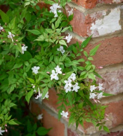 Jasminum Officinale F. Affine
