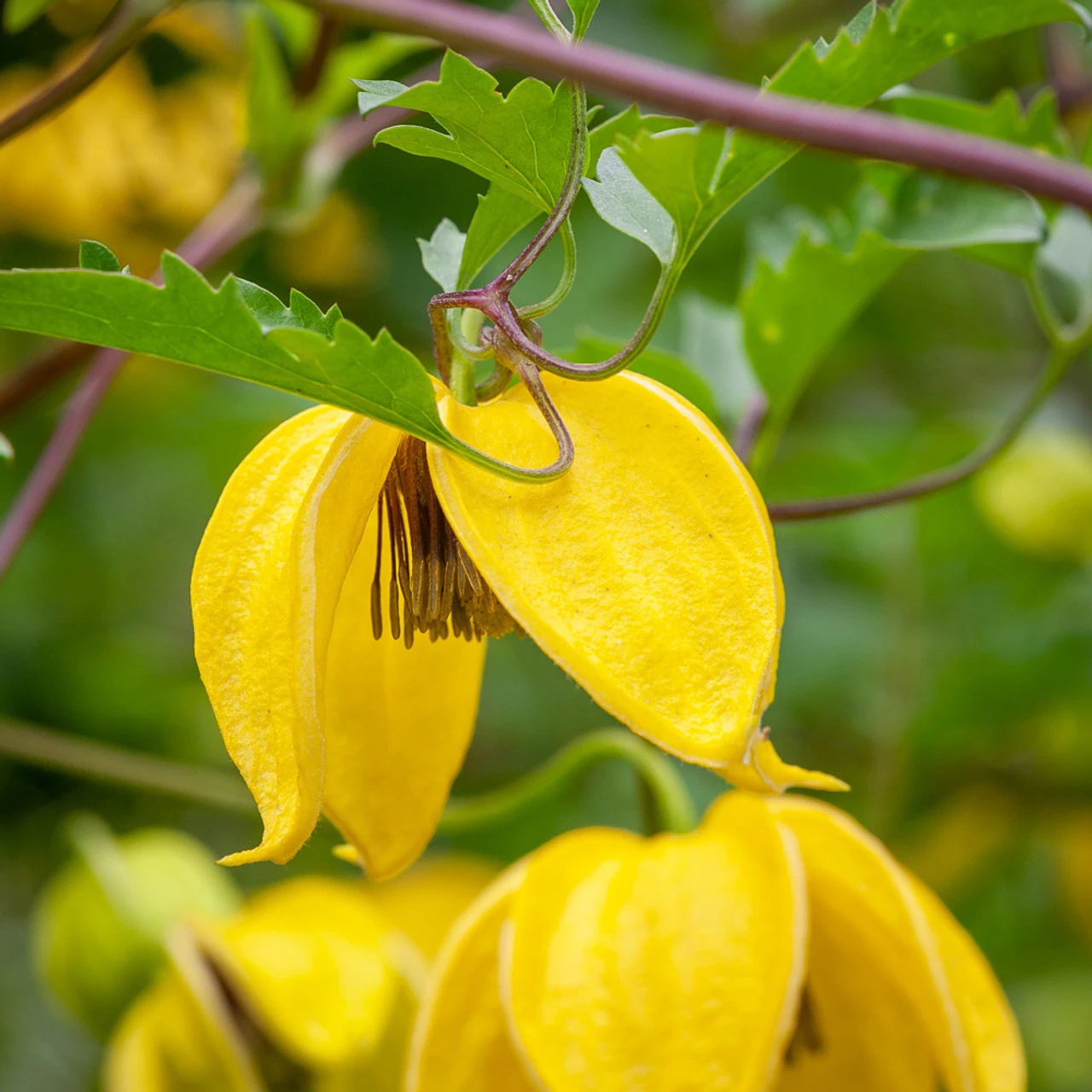 Clematis Tibetana 'Orange Peel' 1 Clematis Tibetana 'Orange Peel'