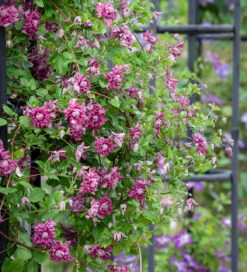 Clematis 'Purpurea Plena Elegans' (Viticella Group)