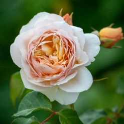 Rosa 'Joie De Vivre' (Shrub)