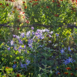 Clematis 'Blue River' -Plant Supply Store 520207 3 52512.1673955089