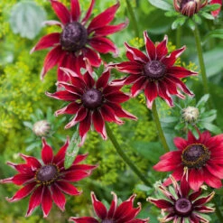 Rudbeckia Hirta 'Cherry Brandy'