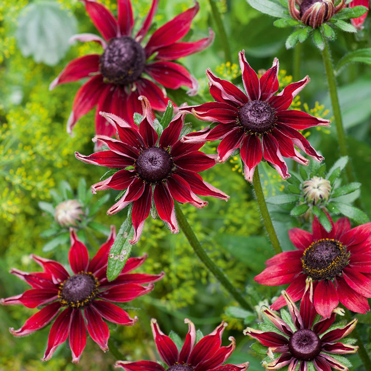 Rudbeckia Hirta 'Cherry Brandy' 1 Rudbeckia Hirta 'Cherry Brandy'