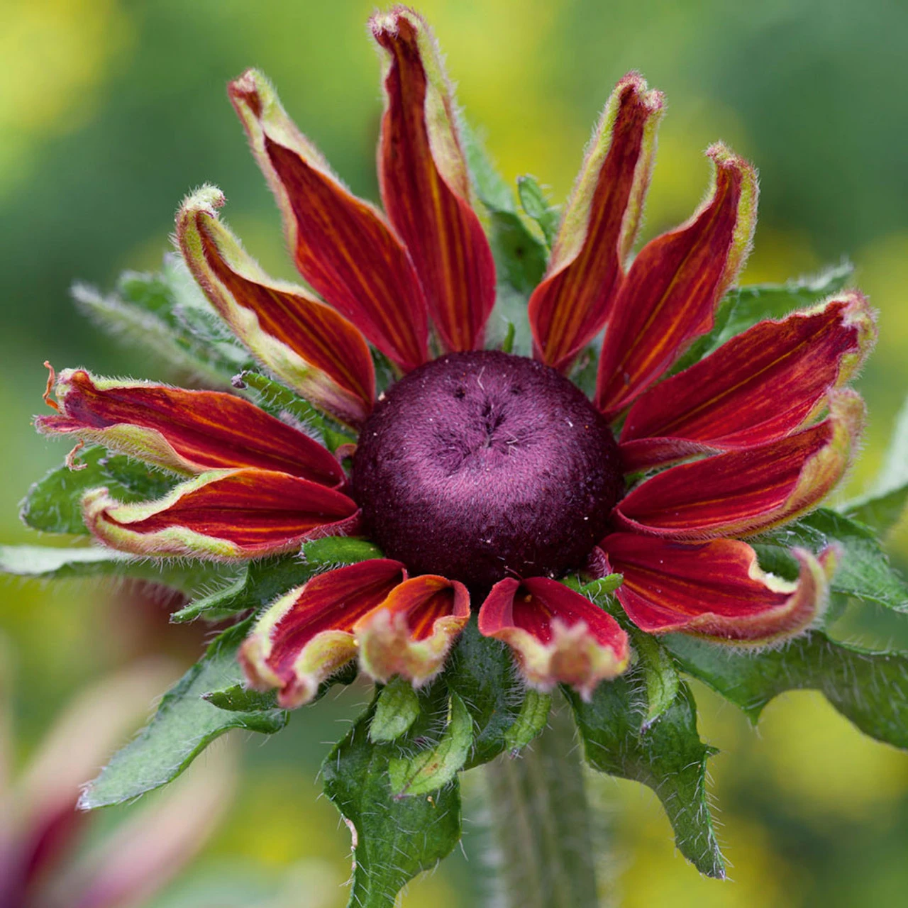 Rudbeckia Hirta 'Cherry Brandy' 2 Rudbeckia Hirta 'Cherry Brandy' - Image 2