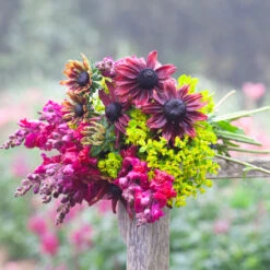 Rudbeckia Hirta 'Cherry Brandy' 6 Rudbeckia Hirta 'Cherry Brandy' -Plant Supply Store 700112 3 39088.1678445761