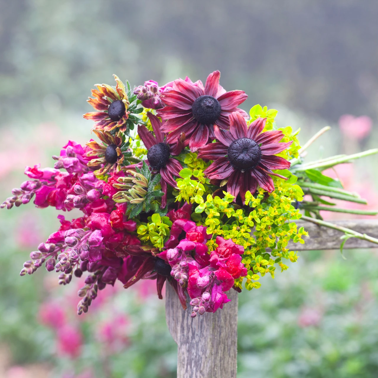 Rudbeckia Hirta 'Cherry Brandy' 3 Rudbeckia Hirta 'Cherry Brandy' - Image 3