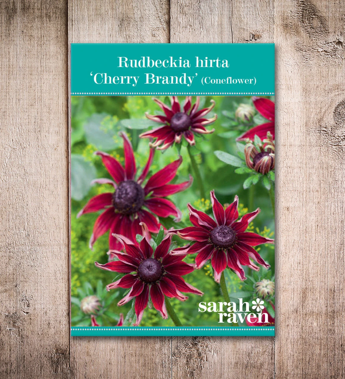 Rudbeckia Hirta 'Cherry Brandy' 4 Rudbeckia Hirta 'Cherry Brandy' - Image 4
