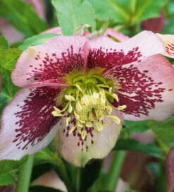 Helleborus Orientalis 'Pretty Ellen Spotted'