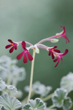 Pelargonium Sidoides